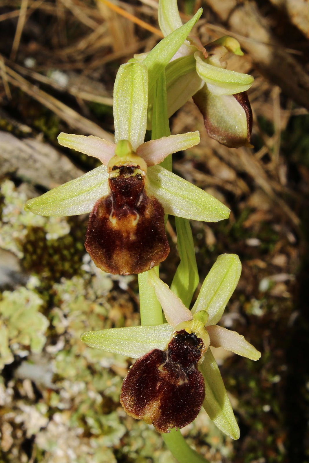 Ophrys exaltata subsp. montis-leonis - variabilit